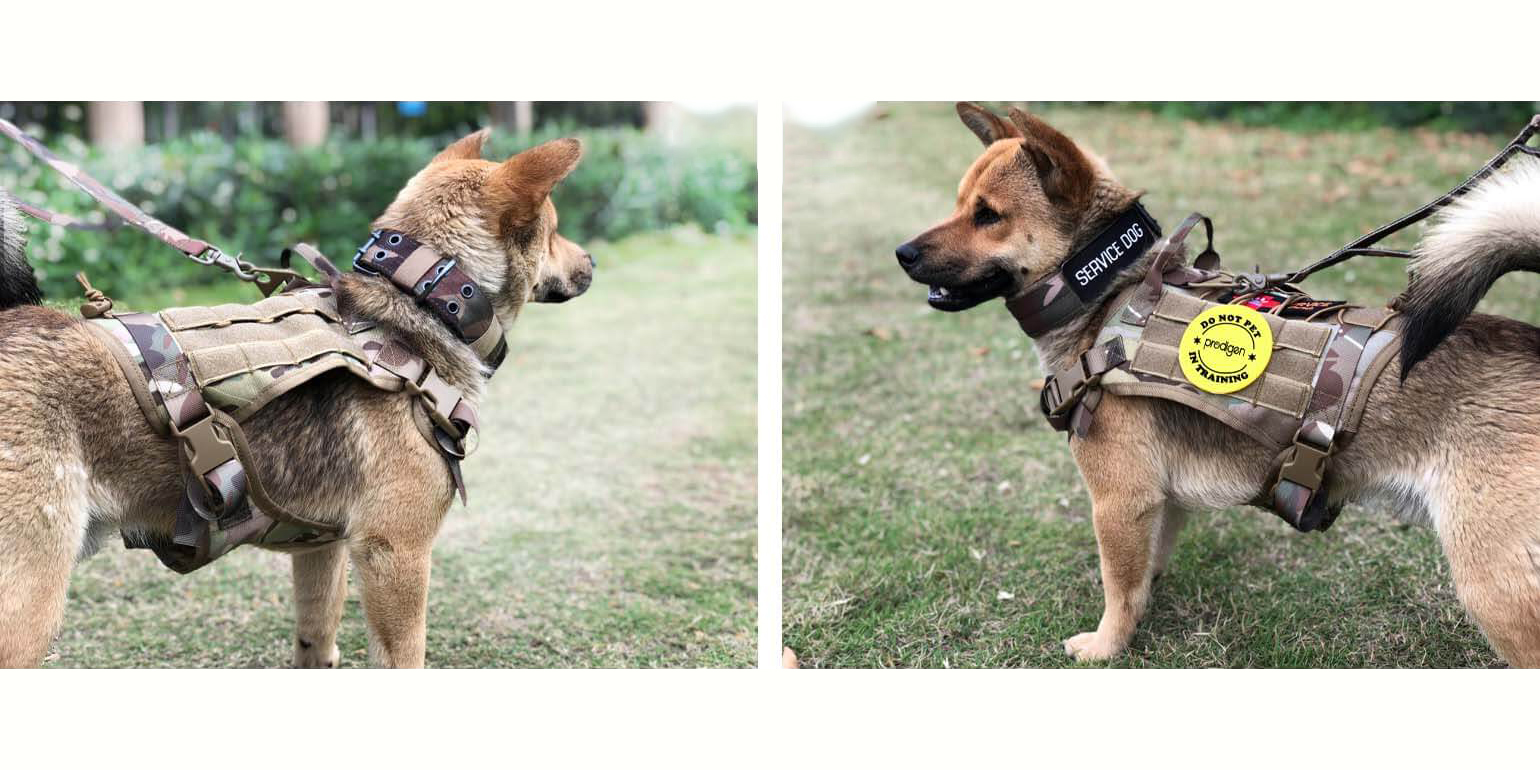 How a Tactical Dog Harness Can Benefit Your Furry Friend
